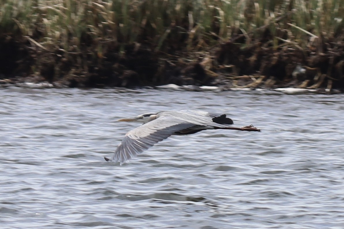 Great Blue Heron - ML224585731
