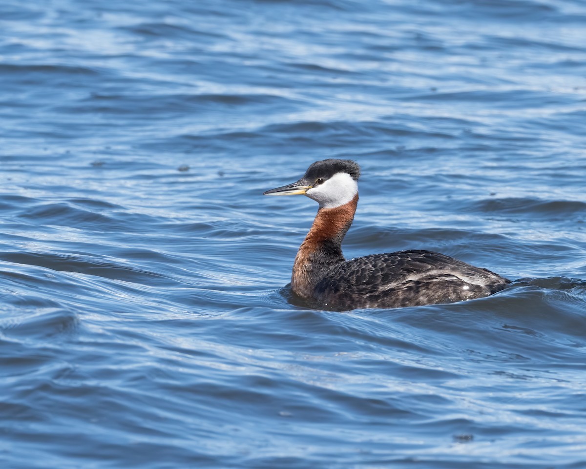 Red-necked Grebe - ML224586291