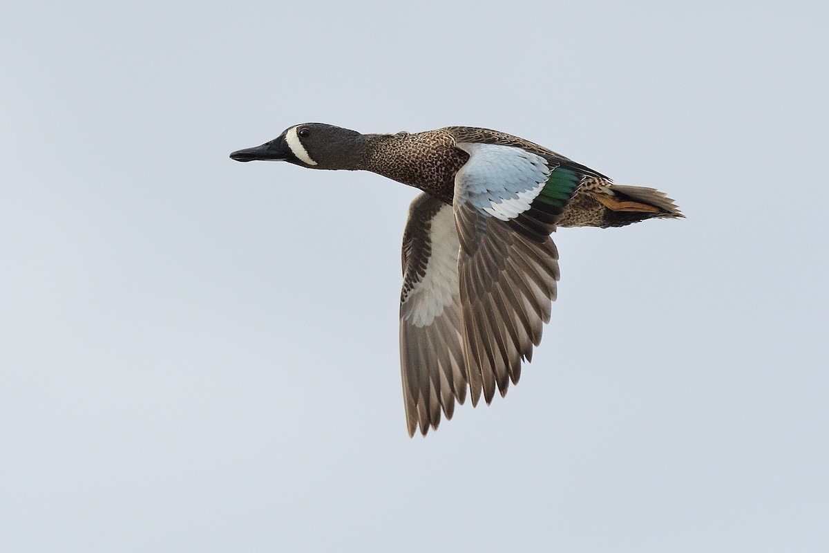Blue-winged Teal - ML224589741