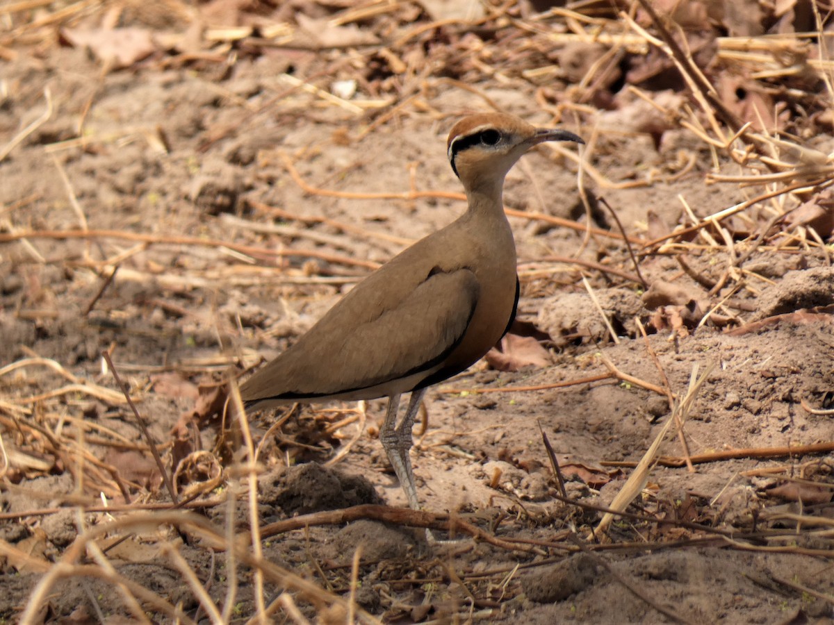 Temminck's Courser - Martin Parker