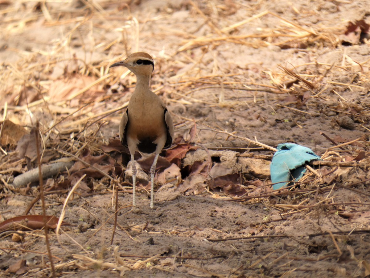 Temminck's Courser - ML224590011