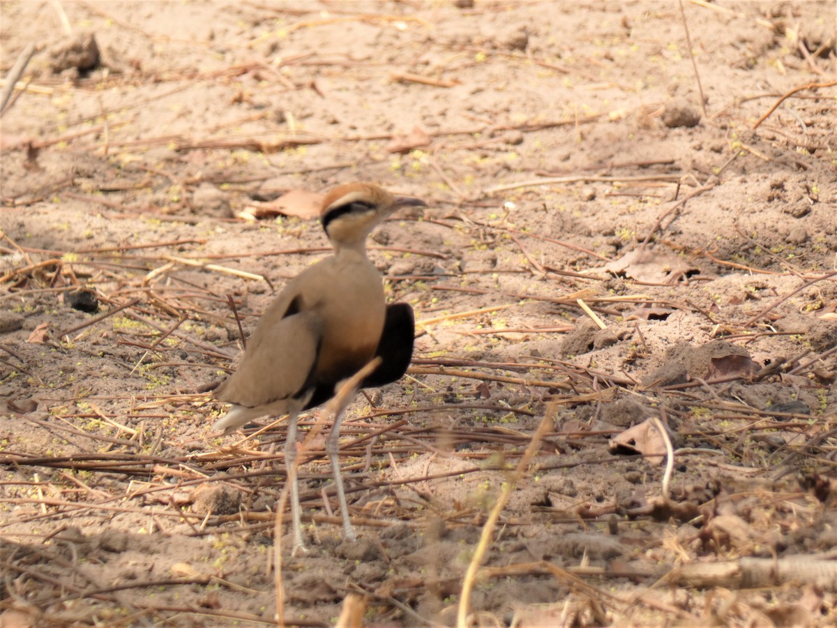 Temminck's Courser - ML224590031