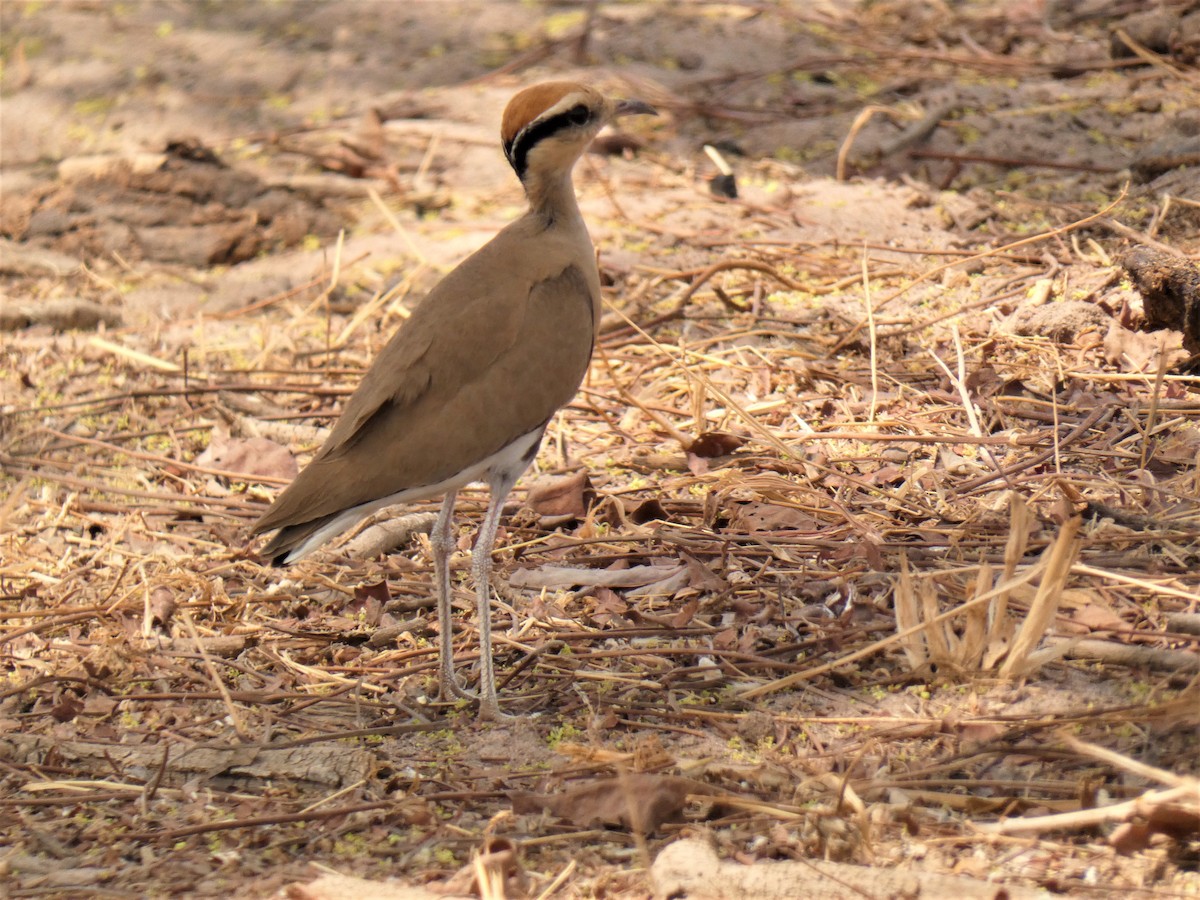 Temminck's Courser - ML224590061