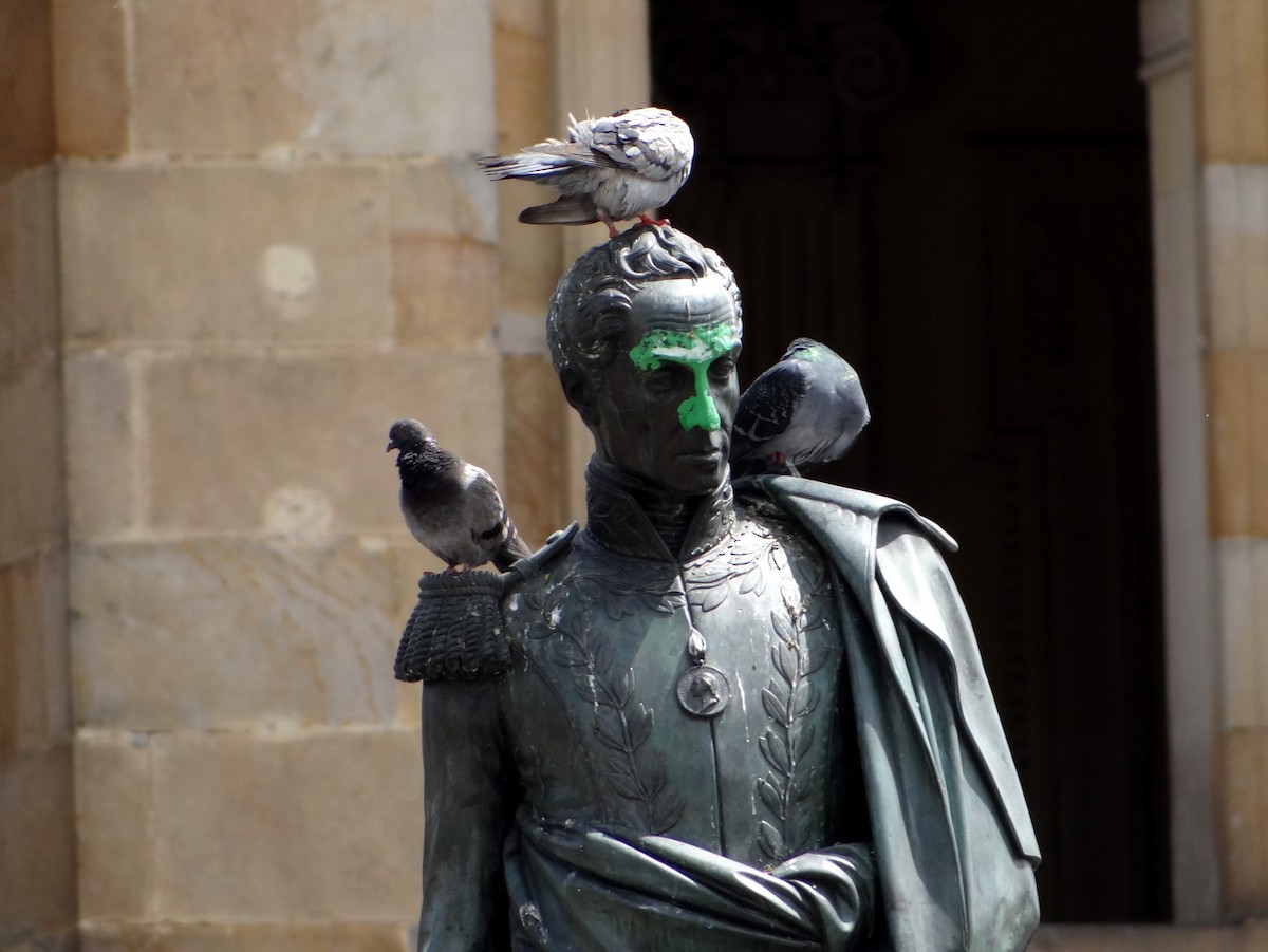 Rock Pigeon (Feral Pigeon) - Todd A. Watkins