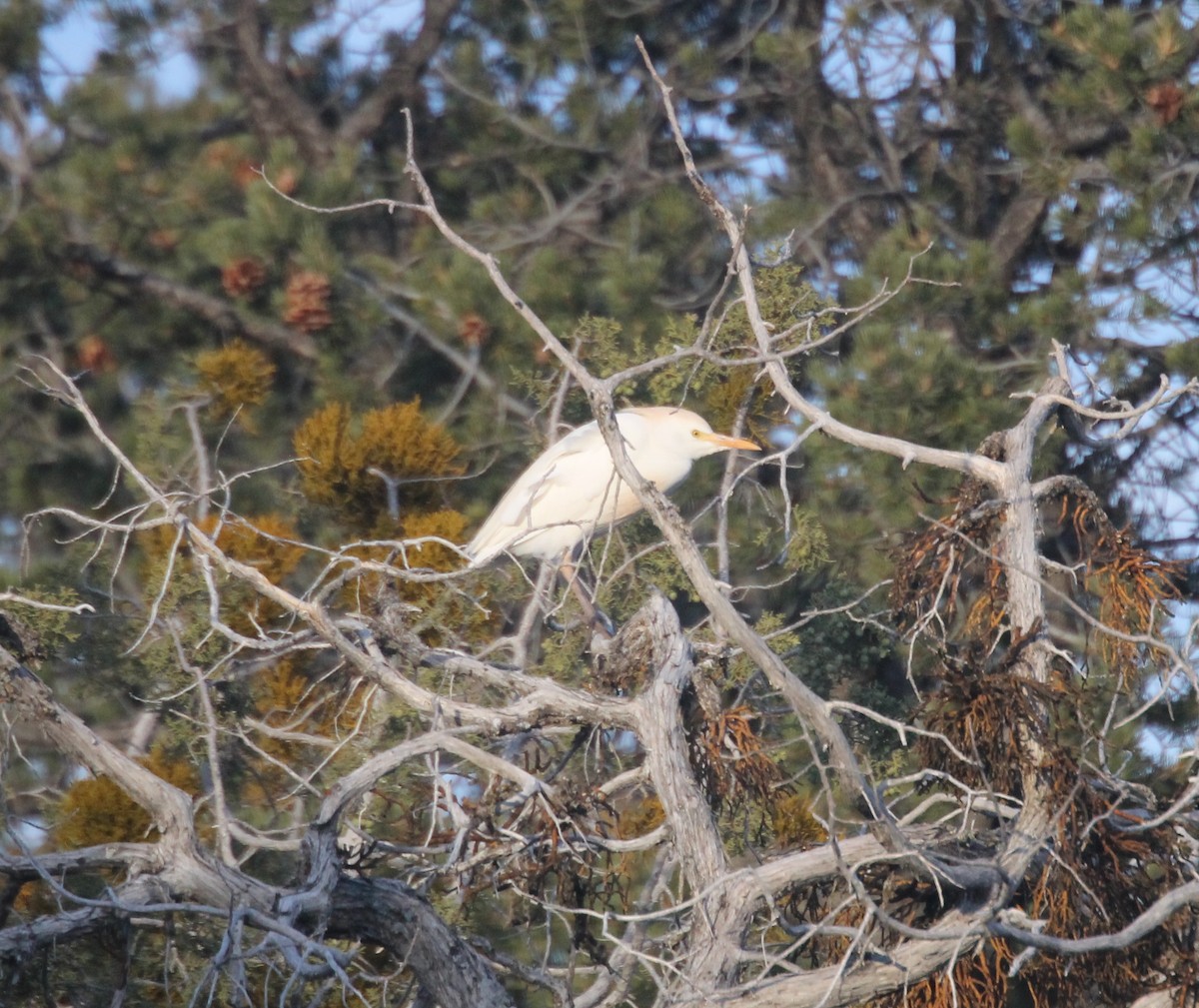 Western Cattle Egret - ML224591621