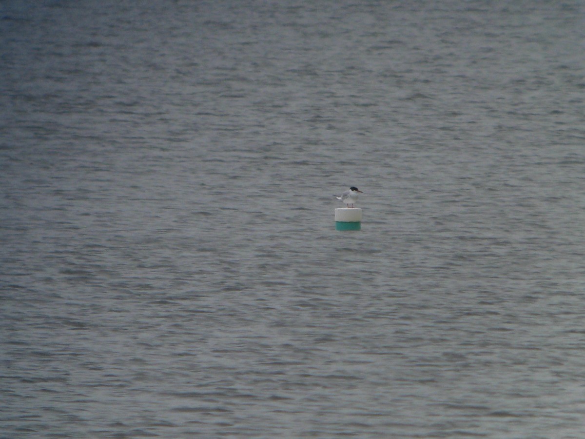 Forster's Tern - ML224591761