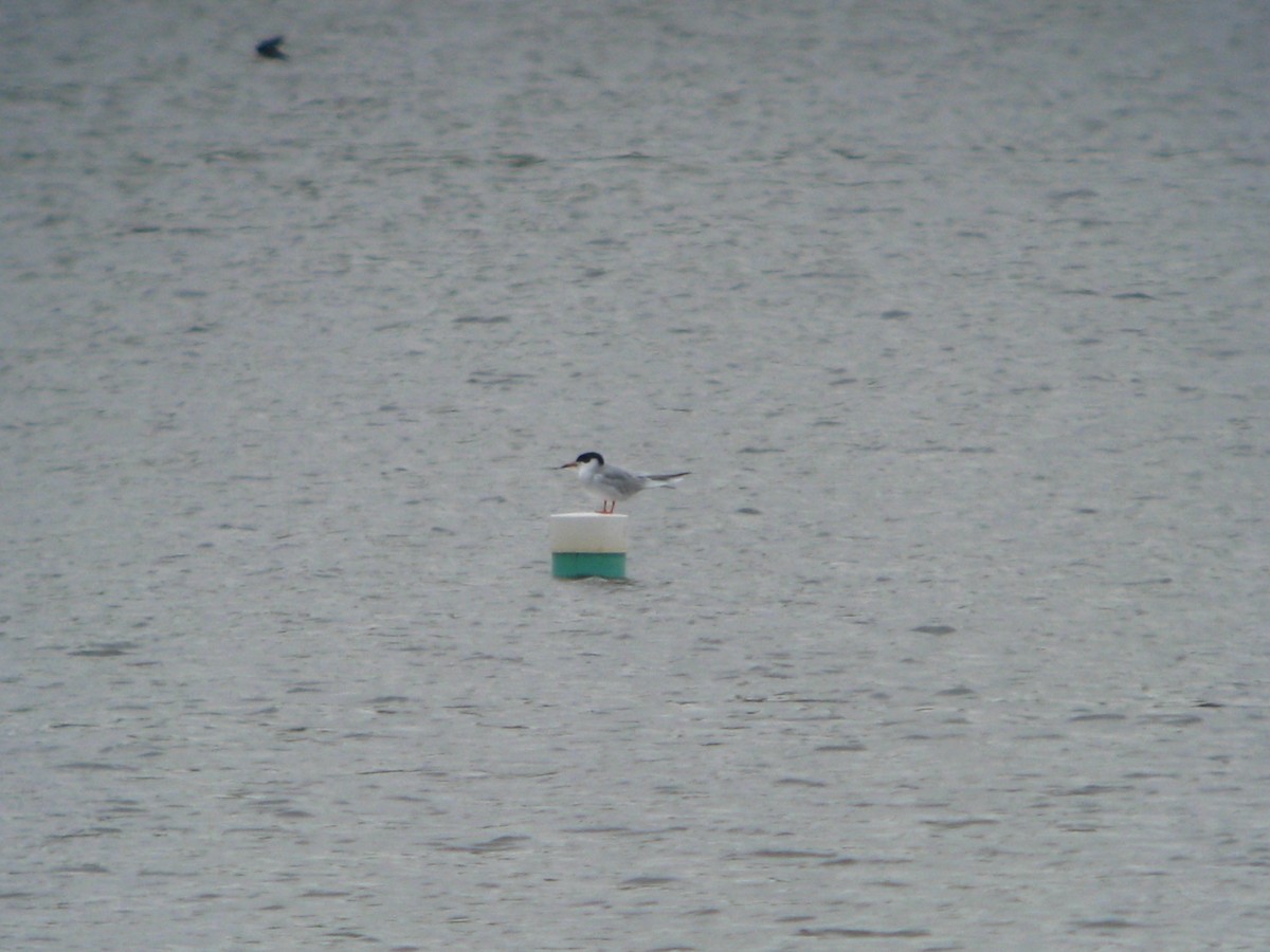 Forster's Tern - ML224591781