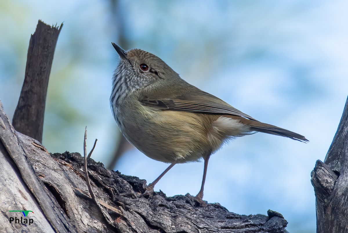 Brown Thornbill - ML224593721