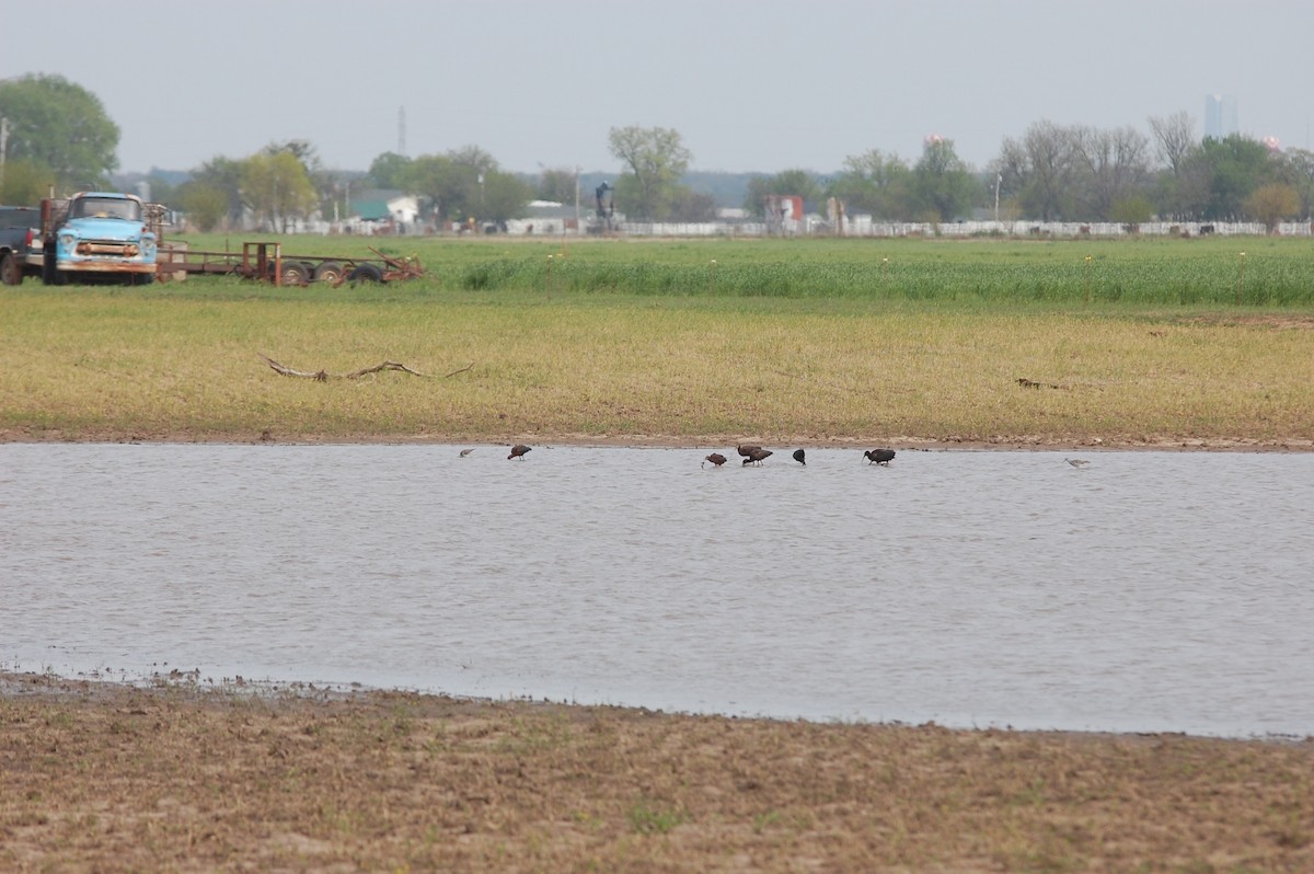 ibis americký - ML224593931