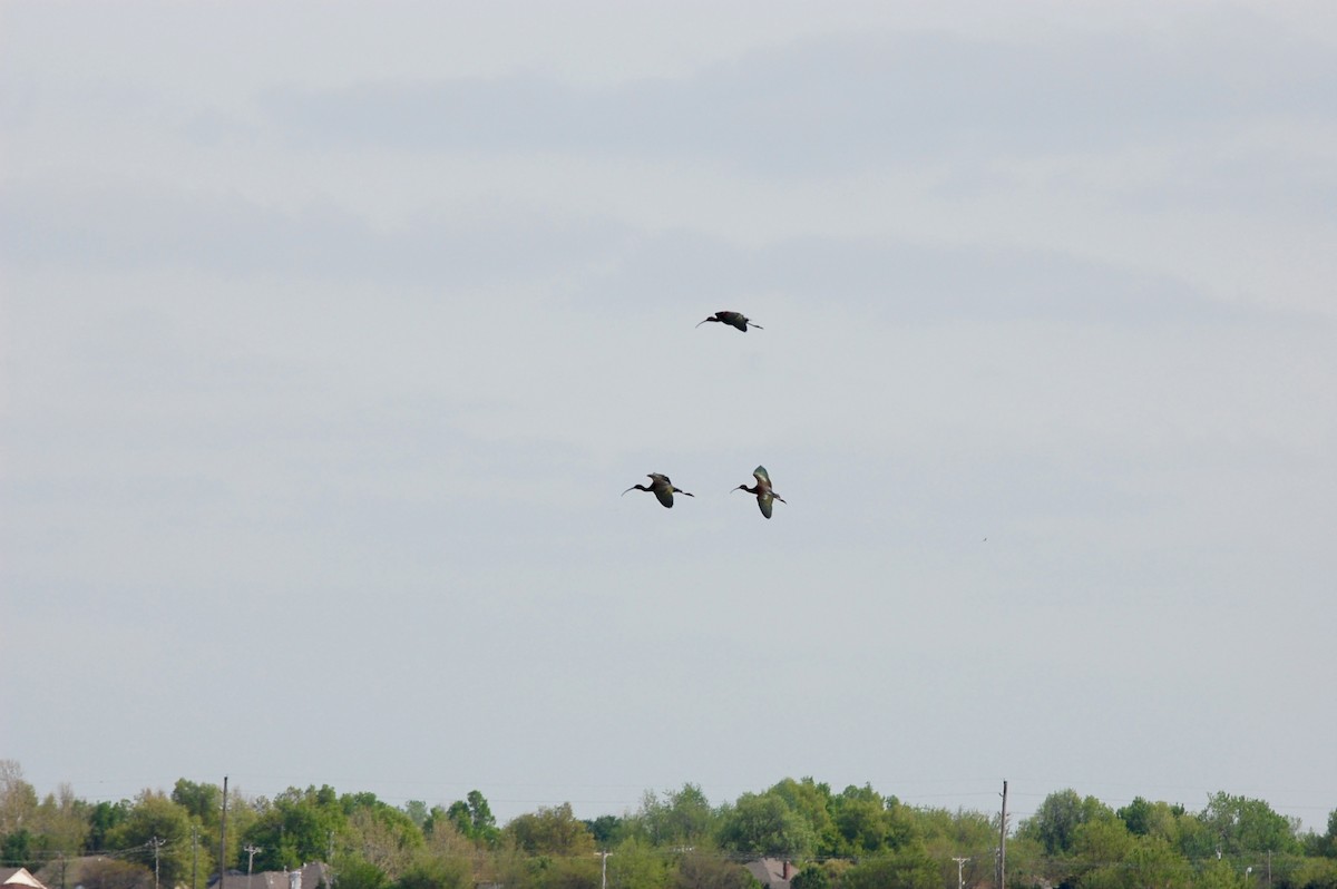ibis americký - ML224593951