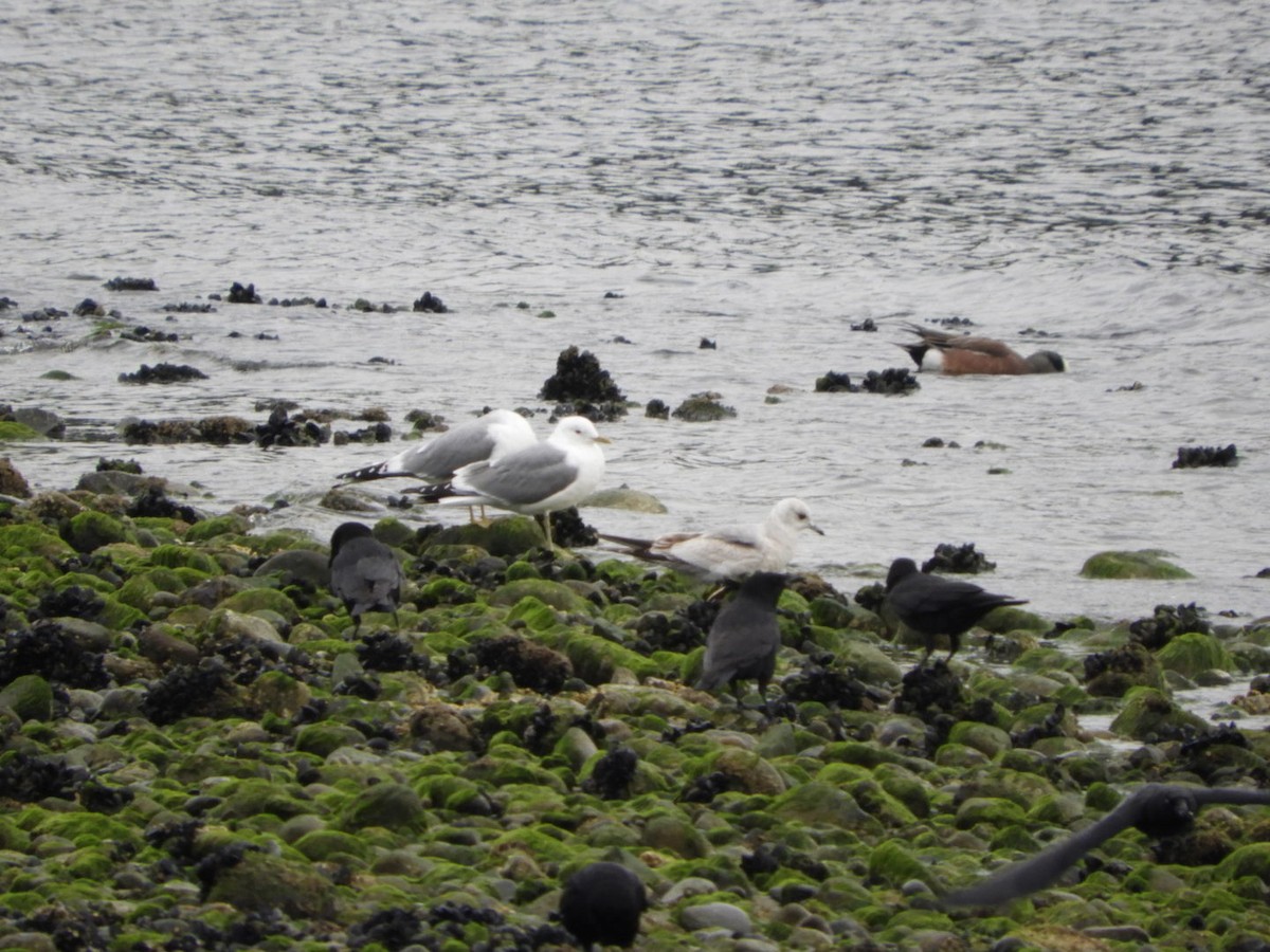 Short-billed Gull - ML224595611