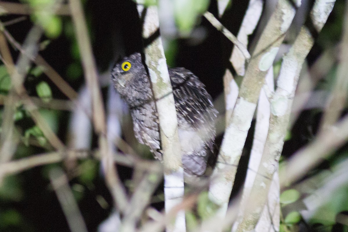 Black-capped Screech-Owl - ML224596551