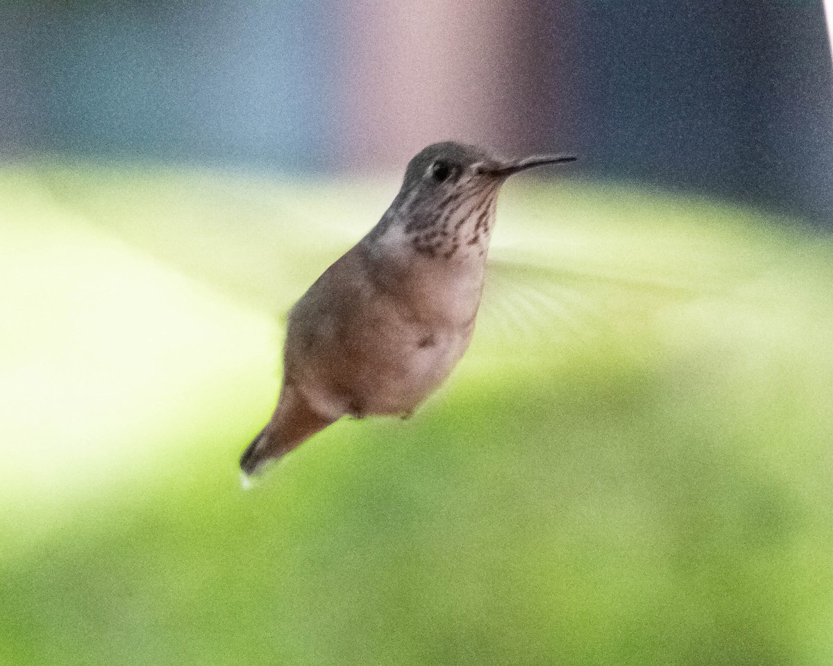 Calliope Hummingbird - ML224596921
