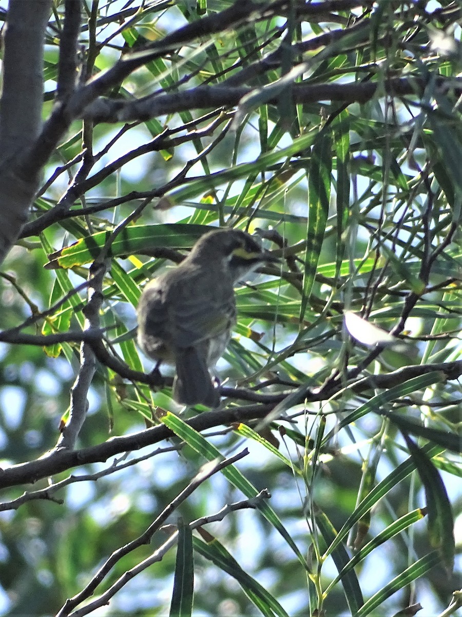 Yellow-faced Honeyeater - Richard Murray