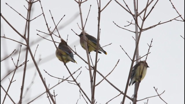 Cedar Waxwing - ML224600301