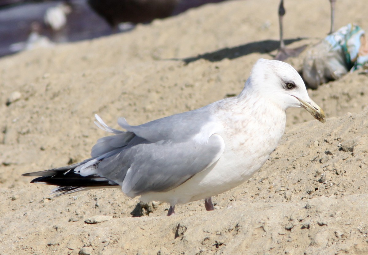 Gaviota Groenlandesa (thayeri) - ML224600431