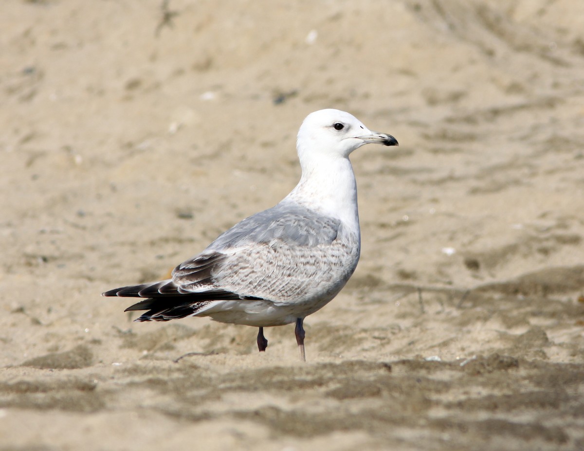 Iceland Gull (Thayer's) - John Sterling