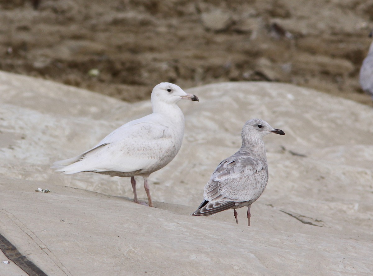 Glaucous Gull - ML224600531