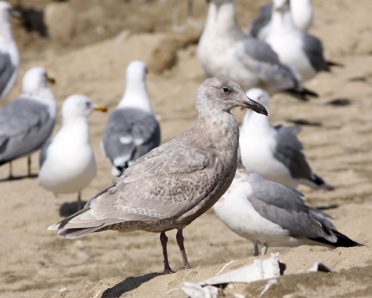 Glaucous-winged Gull - ML224600621