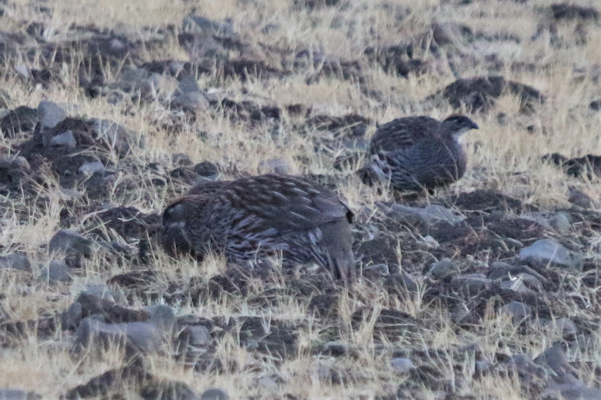 Erckel's Spurfowl - ML224600631