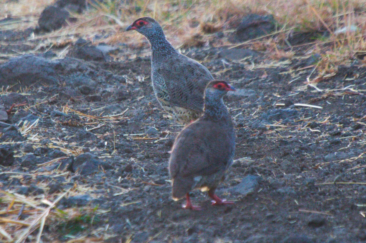 Harwood's Spurfowl - ML224600731