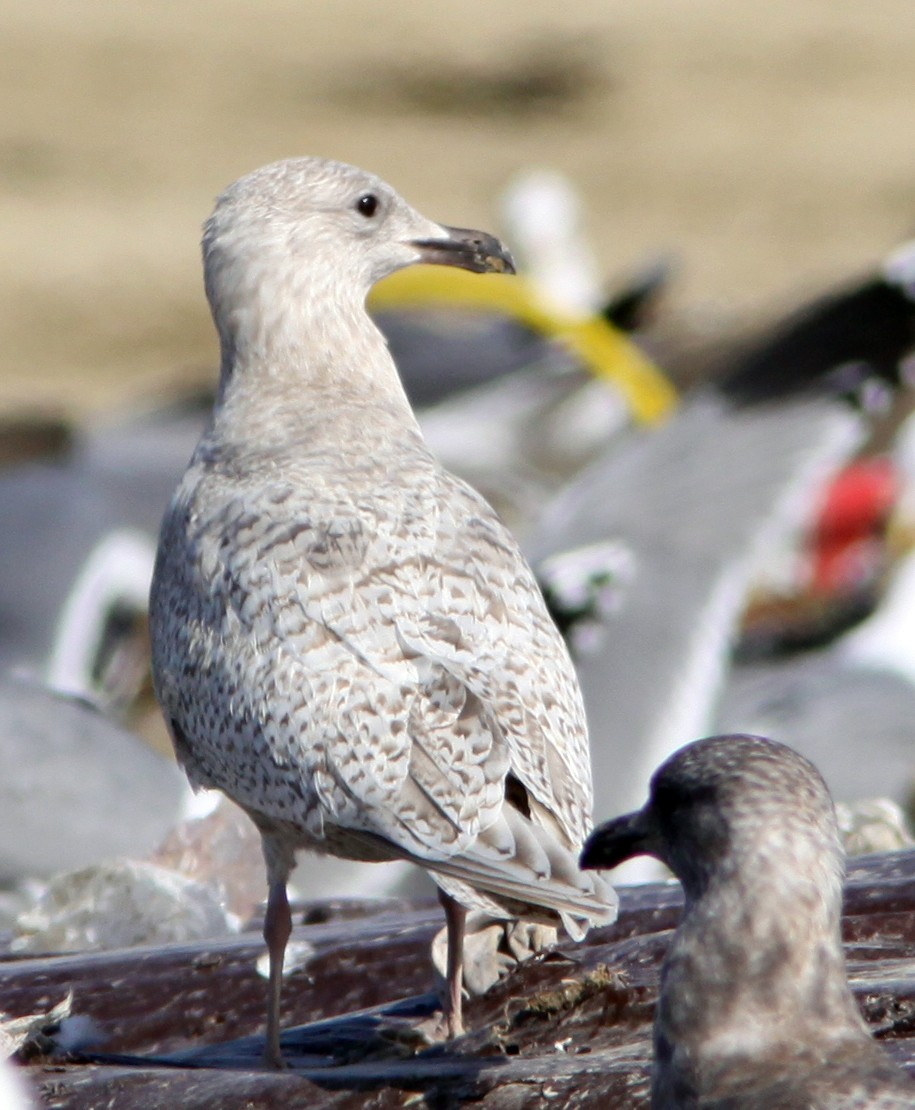 Gaviota Groenlandesa (thayeri) - ML224600771