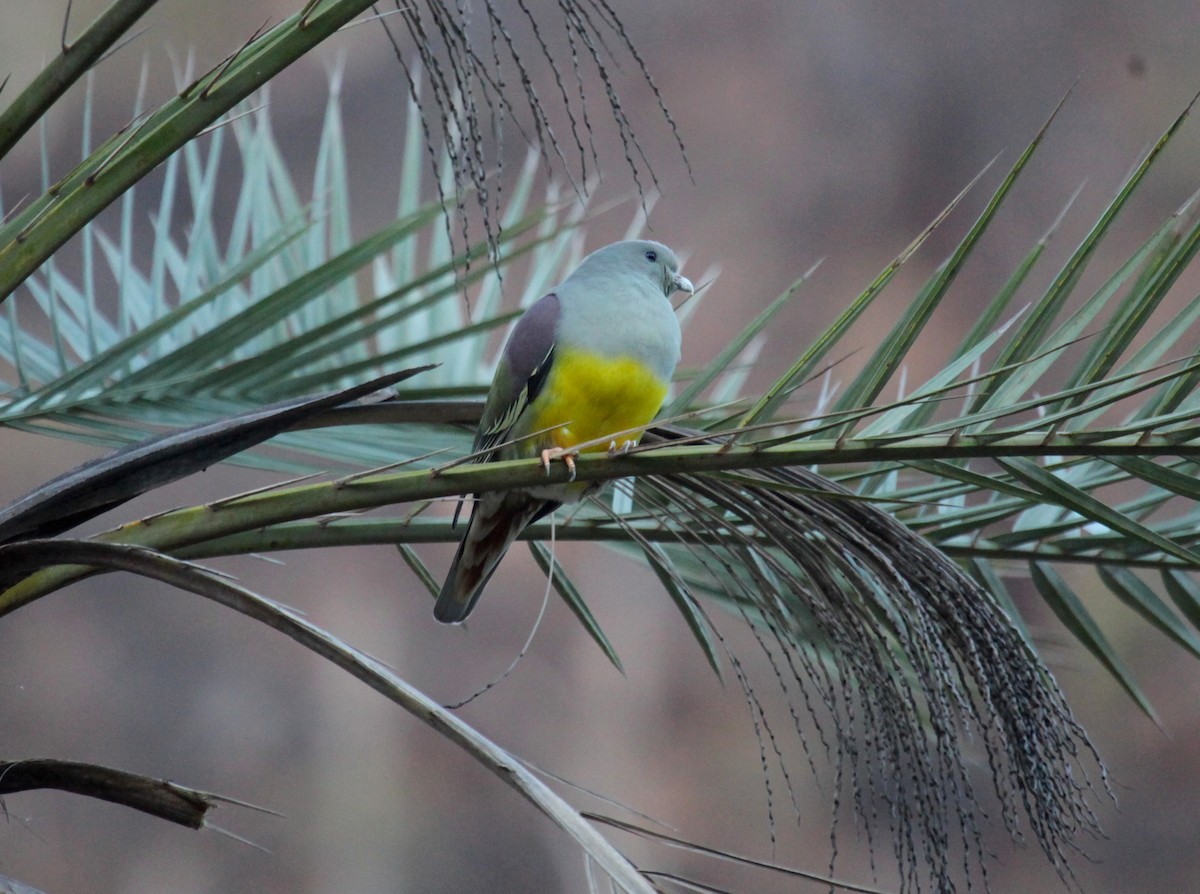 Bruce's Green-Pigeon - ML224600791