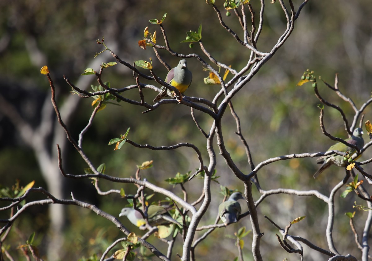 Bruce's Green-Pigeon - ML224600811