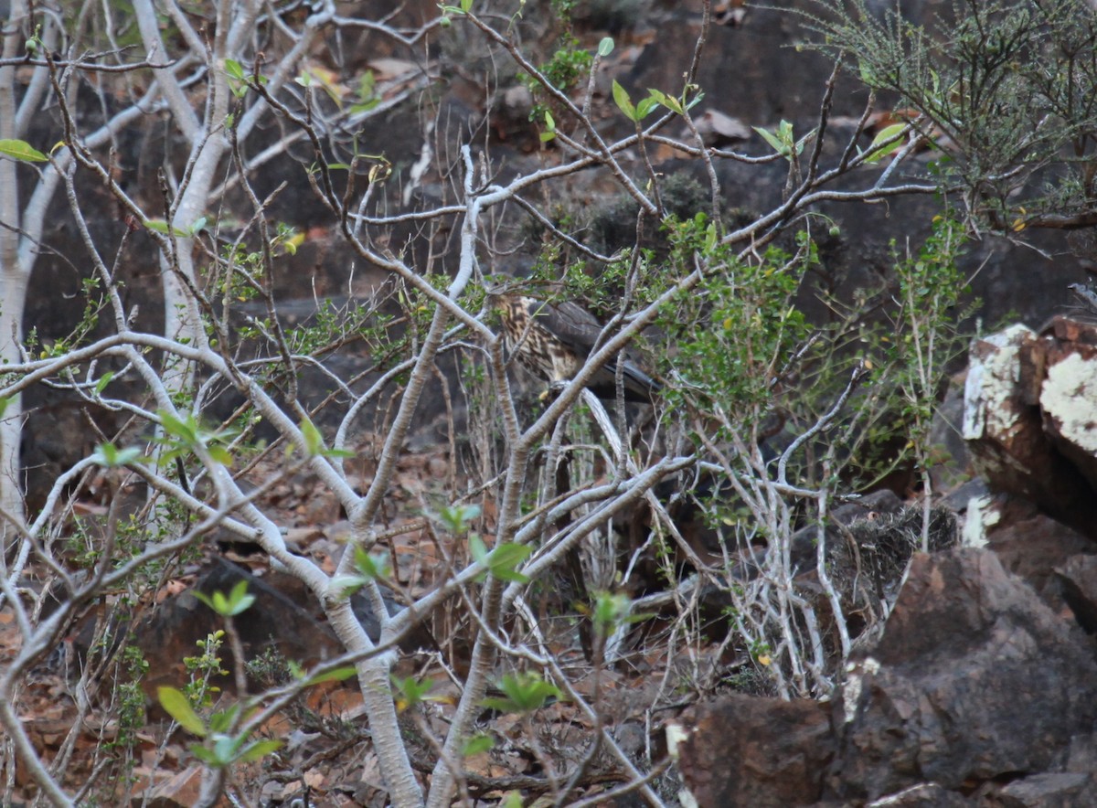 Socotra Buzzard - Ron Hess
