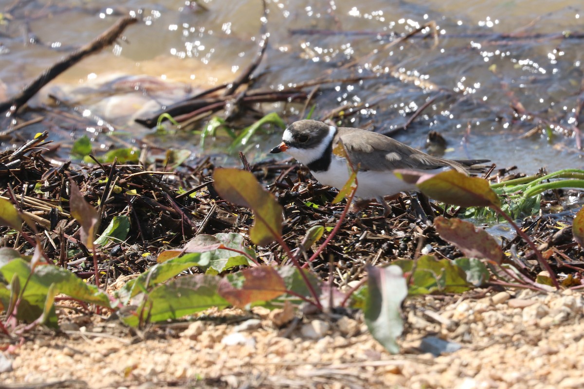 Semipalmated Plover - ML224601111