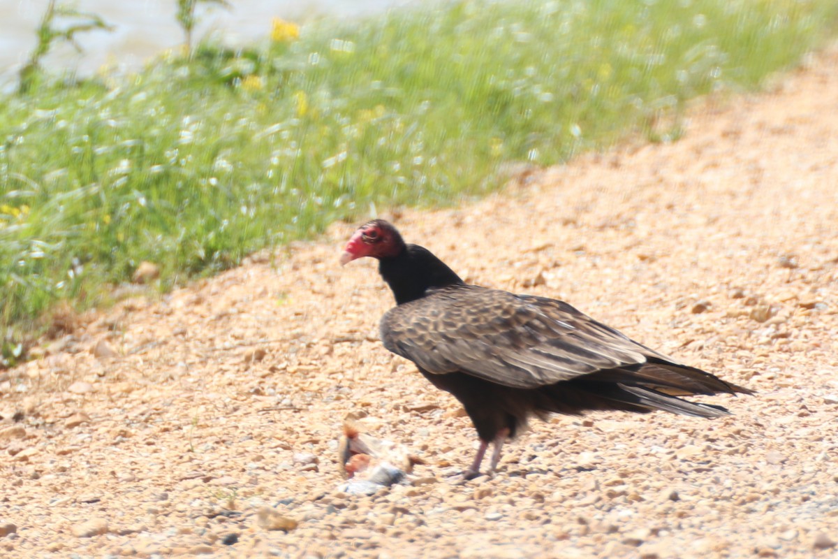 Turkey Vulture - ML224601671