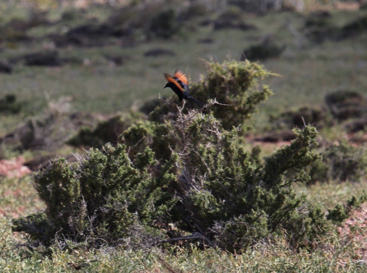 Estornino de Socotra - ML224601771