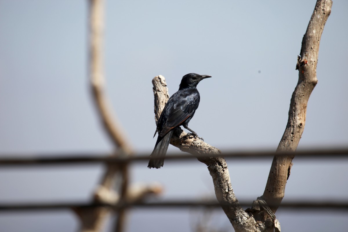 Socotra Starling - ML224601821