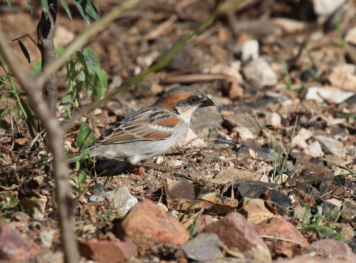 Socotra Sparrow - Ron Hess