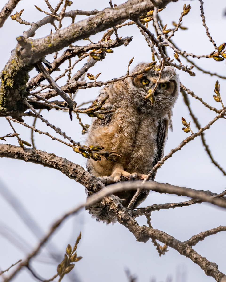 Great Horned Owl - ML224602001