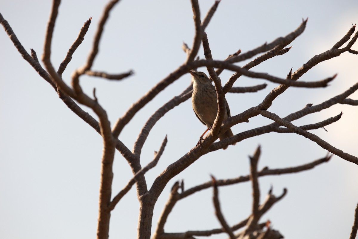 Long-billed Pipit - ML224602051