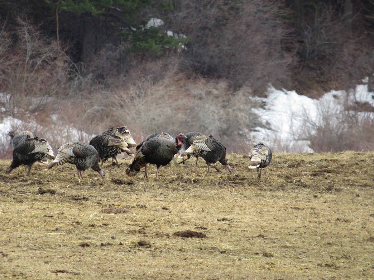 Wild Turkey - Asher  Warkentin