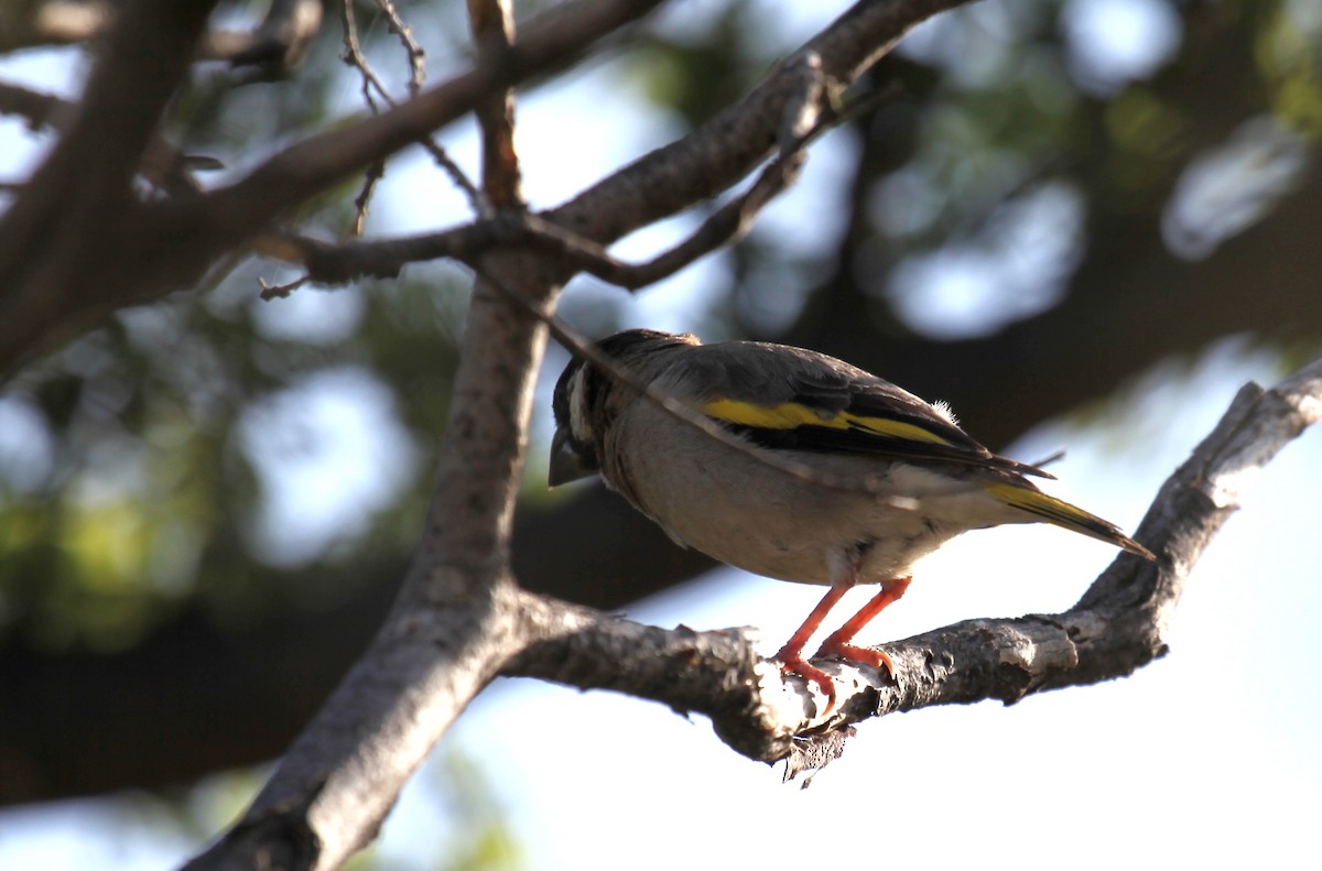 Socotra Grosbeak - ML224602221