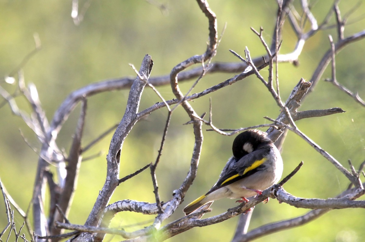 Socotra Grosbeak - ML224602231