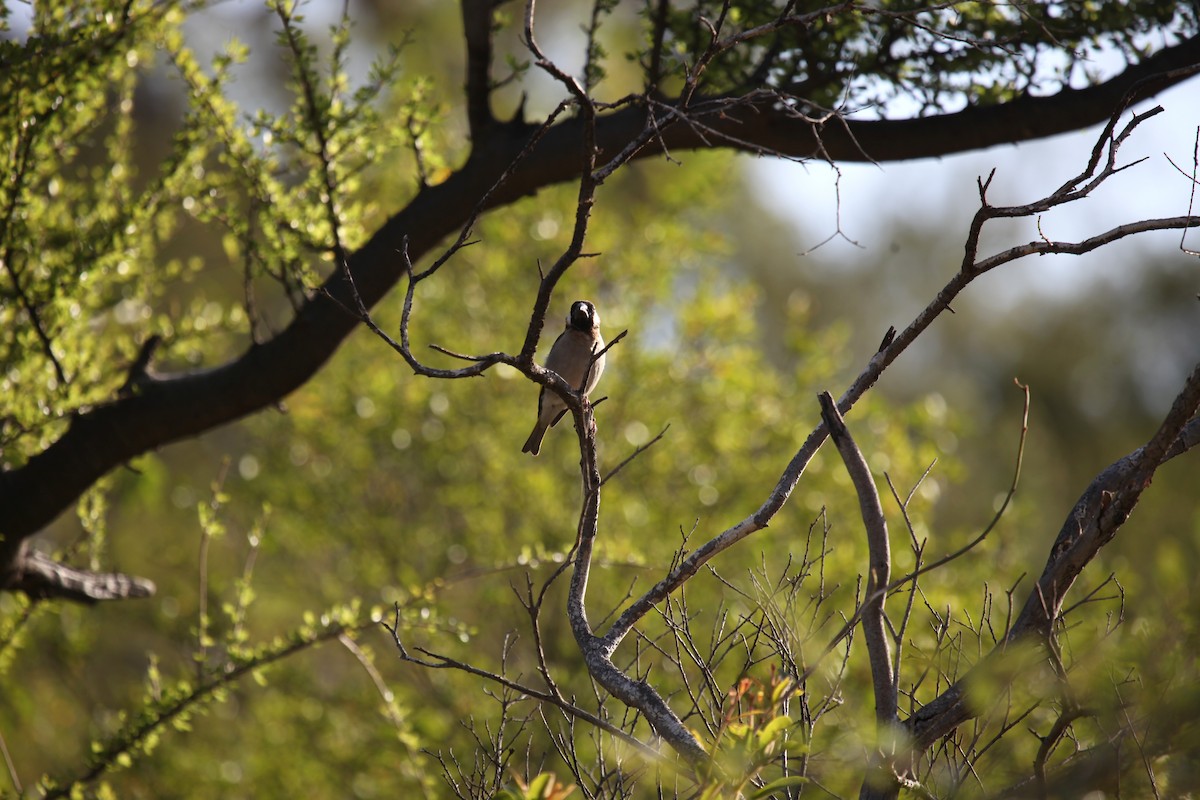 Socotra Grosbeak - ML224602251