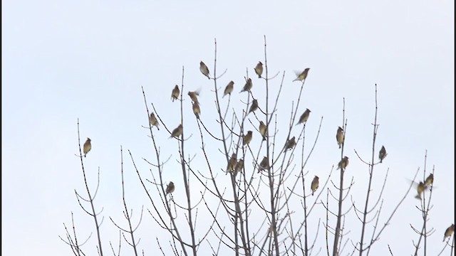 Cedar Waxwing - ML224602731