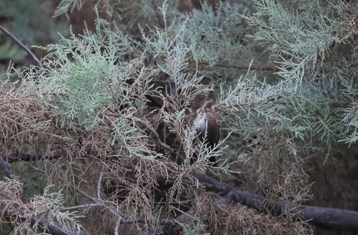 Prinia de Socotra - ML224602871