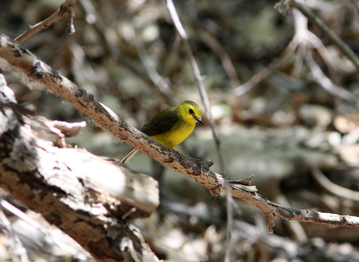 Hooded Warbler - ML224604881