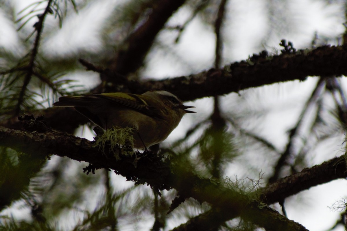 Golden-crowned Kinglet - Ethan Compton