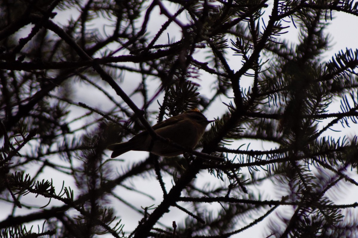 Golden-crowned Kinglet - ML224605471