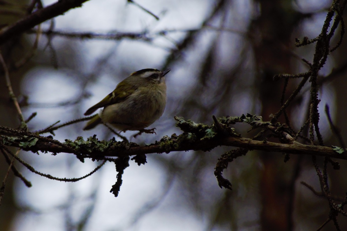 Golden-crowned Kinglet - Ethan Compton