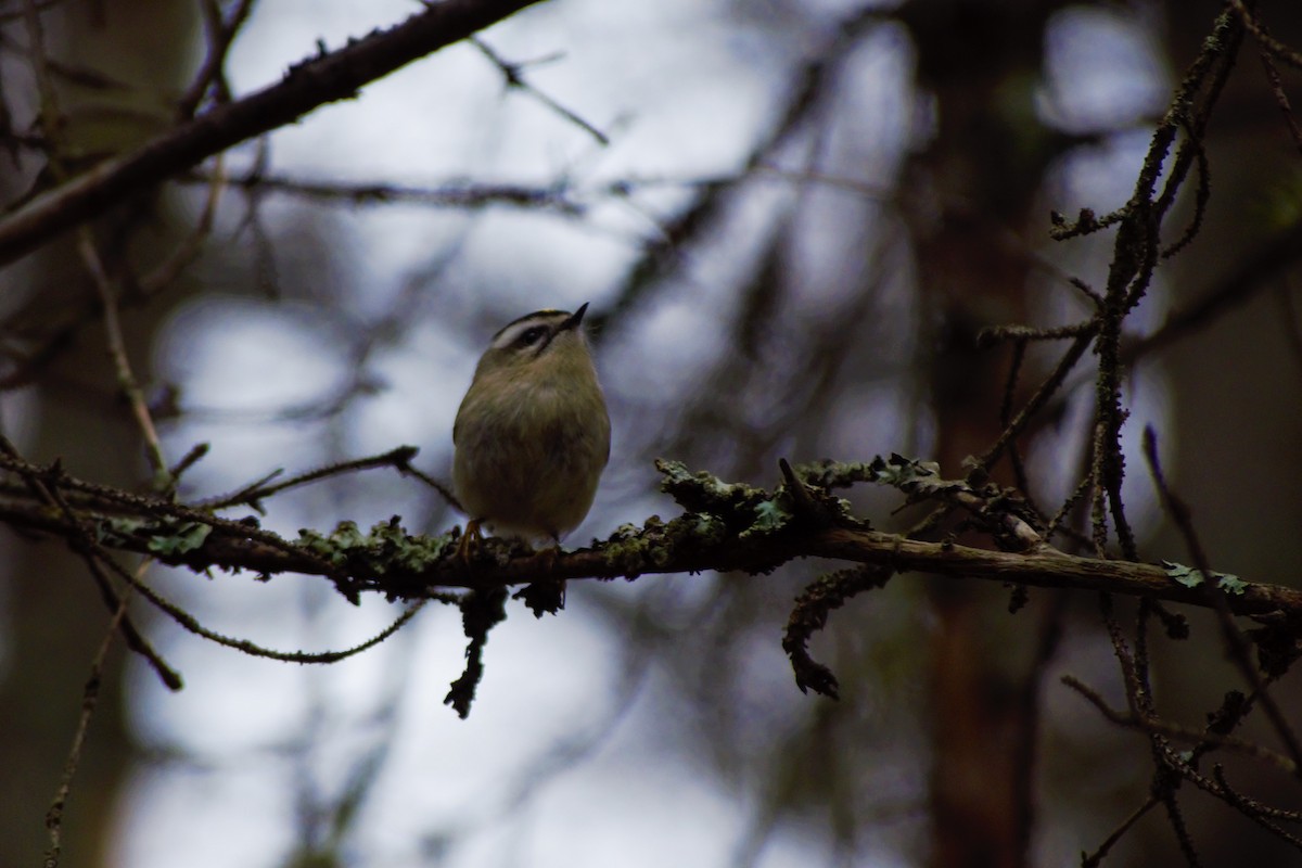 Golden-crowned Kinglet - Ethan Compton