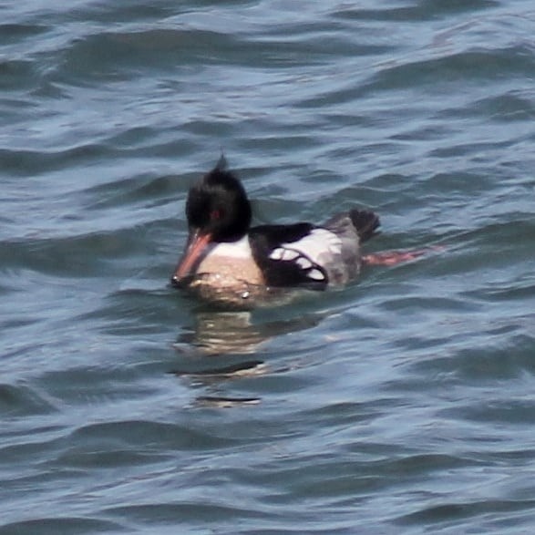 Red-breasted Merganser - ML224606991