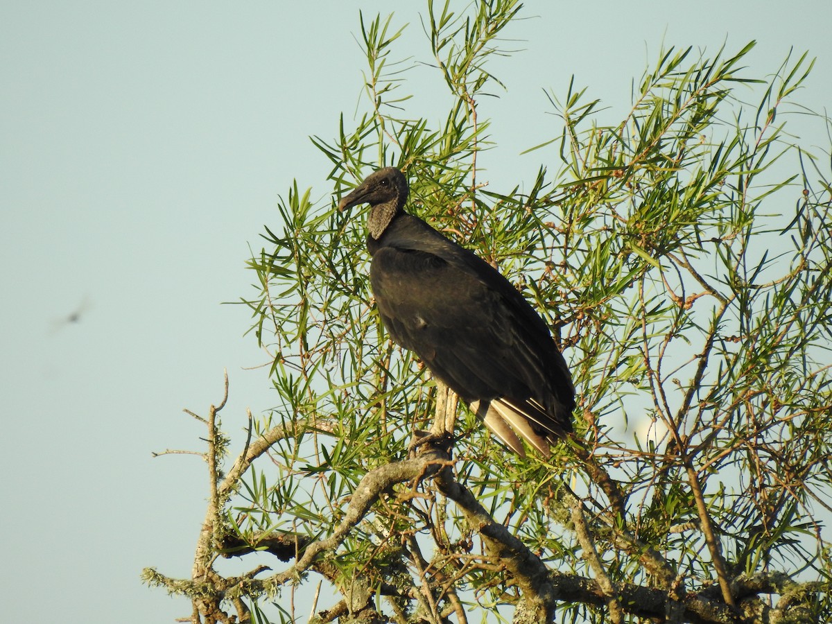 Black Vulture - ML224607311