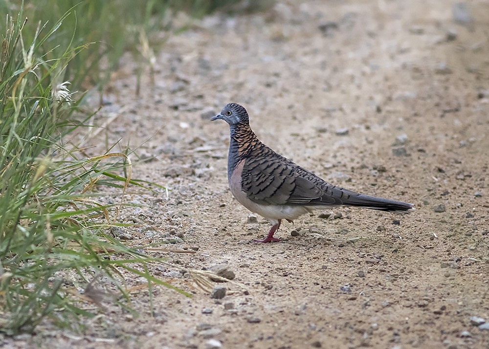 Bar-shouldered Dove - ML224610001